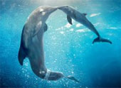 Dolphin Tale 2